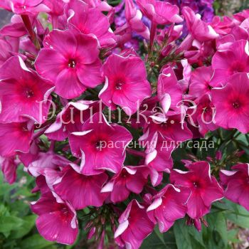 Флокс метельчатый Шоколадница (Егорова В)*