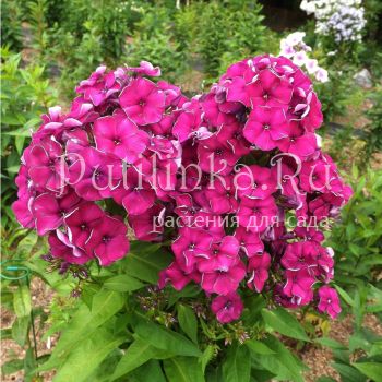 Флокс метельчатый Сливянка (Егорова В)*