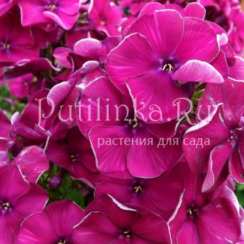 Флокс метельчатый Сливянка (Егорова В)*