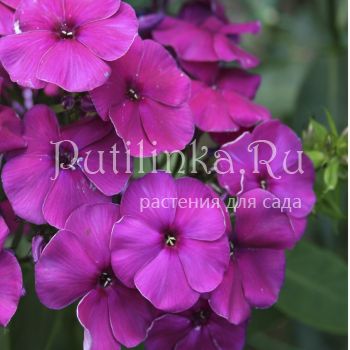 Флокс метельчатый Сливянка (Егорова В)*