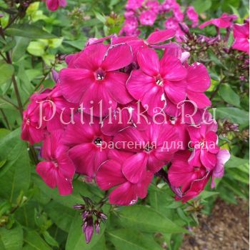 Флокс метельчатый Фавор (Егорова В)*