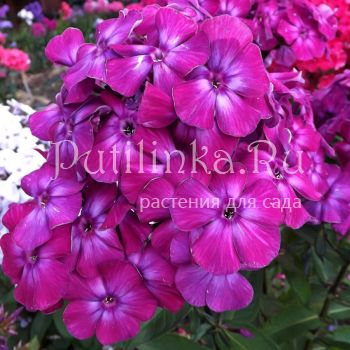 Флокс метельчатый Фавор (Егорова В)*