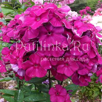 Флокс метельчатый Фавор (Егорова В)*