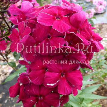 Флокс метельчатый Фавор (Егорова В)*