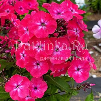 Флокс метельчатый Дочь Клеопатры (Егорова В)*