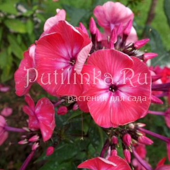 Флокс метельчатый Дочь Клеопатры (Егорова В)*