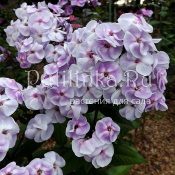 Флокс метельчатый Юнга (Егорова В)*