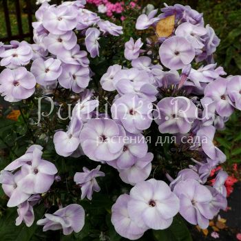 Флокс метельчатый Юнга (Егорова В)*