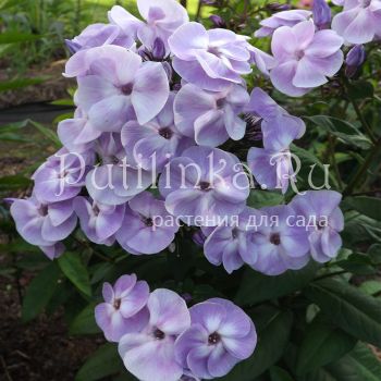 Флокс метельчатый Юнга (Егорова В)*