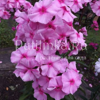 Флокс метельчатый Розовый Граф (Егорова В)*