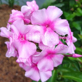 Флокс метельчатый Розовый Граф (Егорова В)*