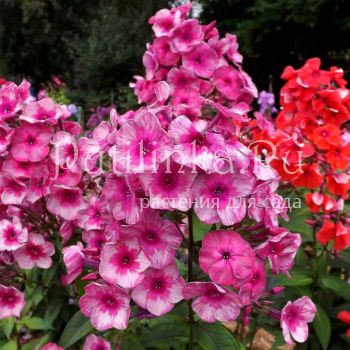 Флокс метельчатый Прощание Славянки (Егорова В)*