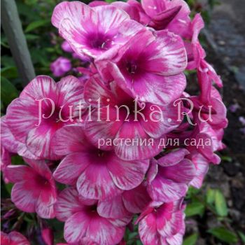 Флокс метельчатый Прощание Славянки (Егорова В)*