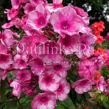 Флокс метельчатый Прощание Славянки (Егорова В)*