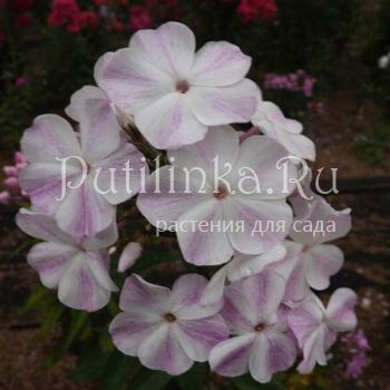 Флокс метельчатый Изморозь (Егорова В)*