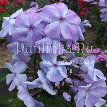 Флокс метельчатый Изморозь (Егорова В)*