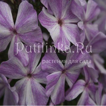 Флокс метельчатый Изморозь (Егорова В)*