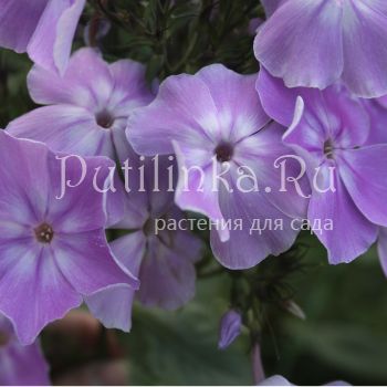 Флокс метельчатый Лукоморье (Егорова В)*