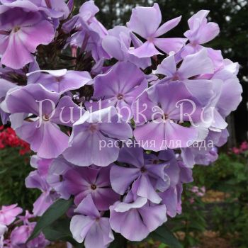 Флокс метельчатый Лукоморье (Егорова В)*