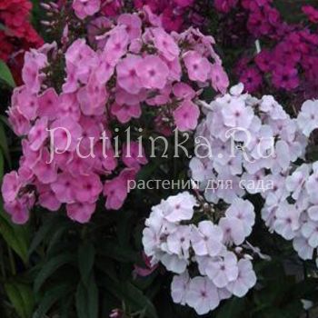 Флокс метельчатый Розан (Егорова В)*