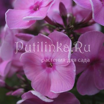 Флокс метельчатый Розан (Егорова В)*