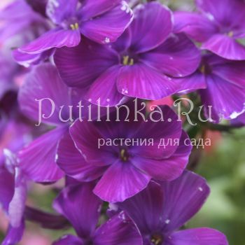 Флокс метельчатый Черноморец (Егорова В)*