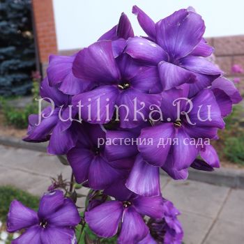 Флокс метельчатый Черноморец (Егорова В)*