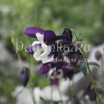 Аквилегия Рока (Aquilegia rockii)