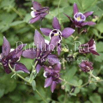 Аквилегия Рока (Aquilegia rockii)