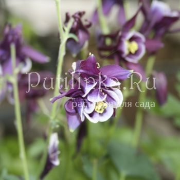 Аквилегия Рока (Aquilegia rockii)