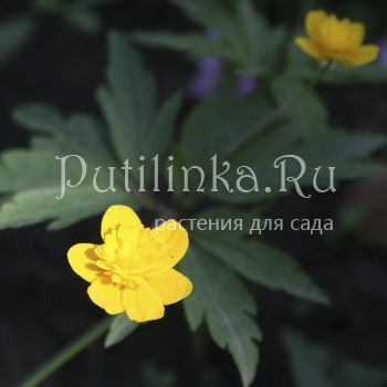 Анемона лютичная (Anemone ranunculoides Tapio)