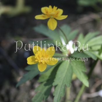 Анемона лютичная (Anemone ranunculoides Tapio)