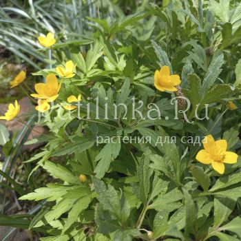 Анемона лютичная Tapio (A. ranunculoides Tapio)