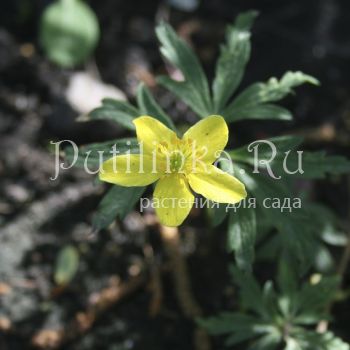 Анемона лютичная (Anemone ranunculoides Tutt)