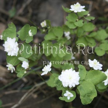 Анемонелла василистниковая (Аnemonella thalictroides Double White)