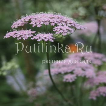 Бедренец, Анис обыкновенный (Pimpinella anisum)