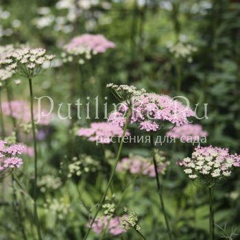 Бедренец, Анис обыкновенный (Pimpinella anisum)