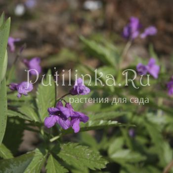 Зубянка железистая (Dentaria glandulosa)