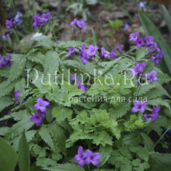 Зубянка железистая (Dentaria glandulosa)