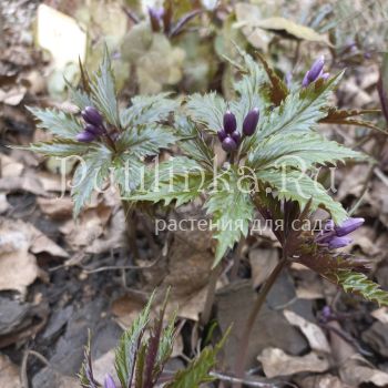 Зубянка железистая (Dentaria glandulosa)