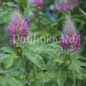 Клевер красноватый Red (Trifolium rubens Red)