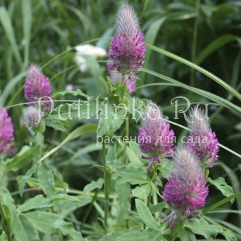 Клевер красноватый Red (Trifolium rubens Red)