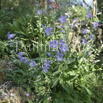 Колокольчик сигизмунда (Campanula siegizmundii)