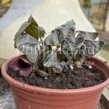 Копытень Зибольда (Asarum sieboldii)