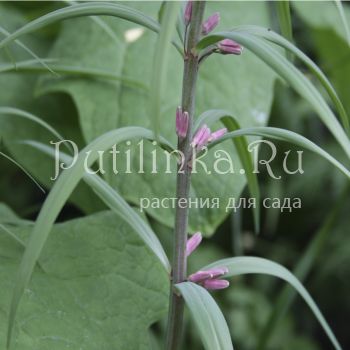 Купена розовая (Polygonatum rosea)