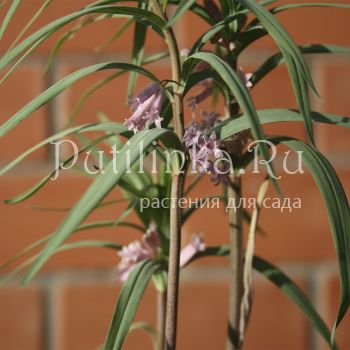 Купена розовая (P. rosea)