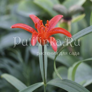 Лилия Буша (Lilium buschianum)