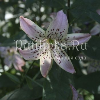 Лилия Корсаж (Lilium Corsage)