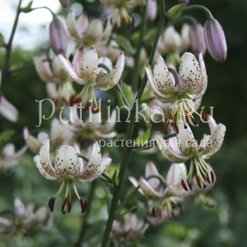 Лилия мартагон Zvaigznu Varti (Lilium martagon Zvaigznu Varti)