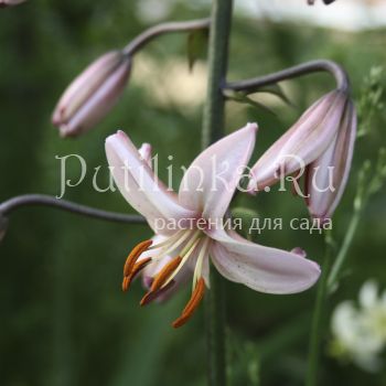 Лилия мартагон Ivorine (Lilium martagon Ivorine)